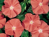 Катарантус розовый (Heatwave)