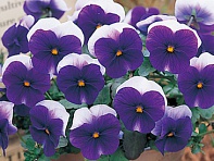 Виола рогатая (Floral Power F1)