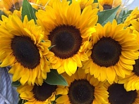 Подсолнечник летний (Amalfi F1) Подсолнечник летний (Amalfi F1)