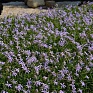 Изотома (Лаурентия) гибридная (Isotoma hybrida)