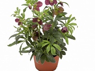 Морозник восточный