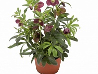 Морозник восточный (Halcyon Early)