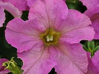 Петуния крупноцветковая (Sophistica F1)