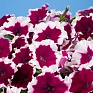 Петуния многоцветковая (Petunia multiflora)