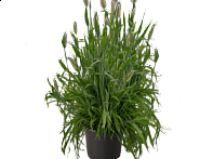 Зайцехвост овальный 