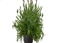 Зайцехвост овальный  (Bunny)