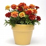 Бархатцы отклоненные (Tagetes patula)