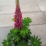 Люпин многолистный (Lupinus polyphyllus)
