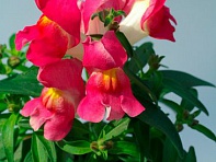 Львиный зев (Антирринум) большой (Snappy F1)