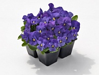 Виола рогатая (Admire F1)