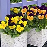 Виола рогатая (Viola cornuta)