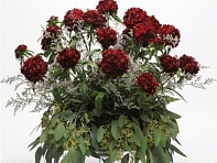 Гвоздика турецкая (Sweet F1)