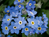 Незабудка лесная (Bellamy)