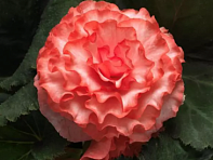 Бегония клубневая махровая (On Top F1)