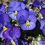Виола рогатая (Viola cornuta)