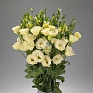 Лизиантус (Эустома) крупноцветковый (Lisianthus grandiflorum)