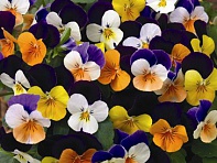 Виола рогатая (Penny F1)