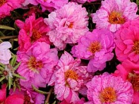 Портулак крупноцветковый (Happy Hour)