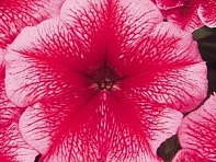 Петуния многоцветковая (Mirage F1)