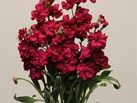 Левкой седой (Katz) Левкой седой (Katz)