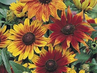 Рудбекия волосистая (Autumn Colors)