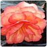Бегония клубневая махровая (Begonia tuberhybrida)