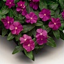 Катарантус розовый (Vinca rosea)