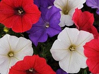 Петуния ампельная гибридная