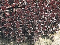 Седум ложный (Voodoo)