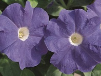 Петуния многоцветковая (Primetime F1)