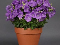 Колокольчик карпатский (Rapido F1)