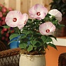 Гибискус мускусный (Hibiscus moscheutos)