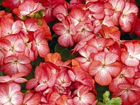 Герань (пеларгония садовая) (Multibloom F1)