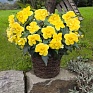 Бегония клубневая махровая ампельная (Begonia tuberhybrida)