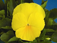 Виола Виттрока