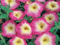 Петуния многоцветковая (Horizon F1)