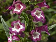 Пенстемон Хартвига (Partybells)