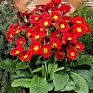 Примула полиантовая (многоцветковая) (Primula polyanthus)