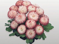 Маргаритка многолетняя