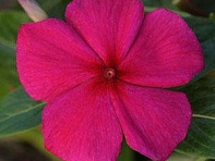 Катарантус розовый (Titan F1)