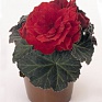 Бегония клубневая махровая (Begonia tuberhybrida)