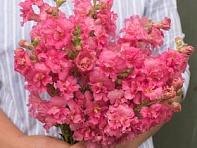 Львиный зев (Антирринум) махровый (Madame Butterfly F1)