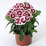 Гвоздика китайская х турецкая (Dianthus chinensis x barbatus)