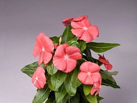 Катарантус розовый (Solar F1)