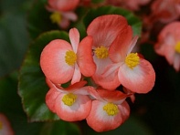 Бегония гибридная (зеленая листва) (Baby Wing F1)