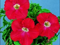Петуния крупноцветковая (Donna F1)