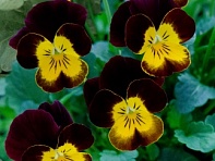 Виола рогатая (Corina F1) Виола рогатая (Corina F1)