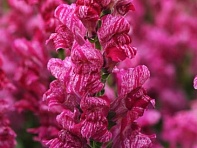 Львиный зев (Антирринум) большой (Purple Twist F1)