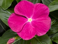 Катарантус розовый ампельный (Cora Cascade XDR F1)