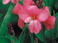 Канна садовая (Tropical)